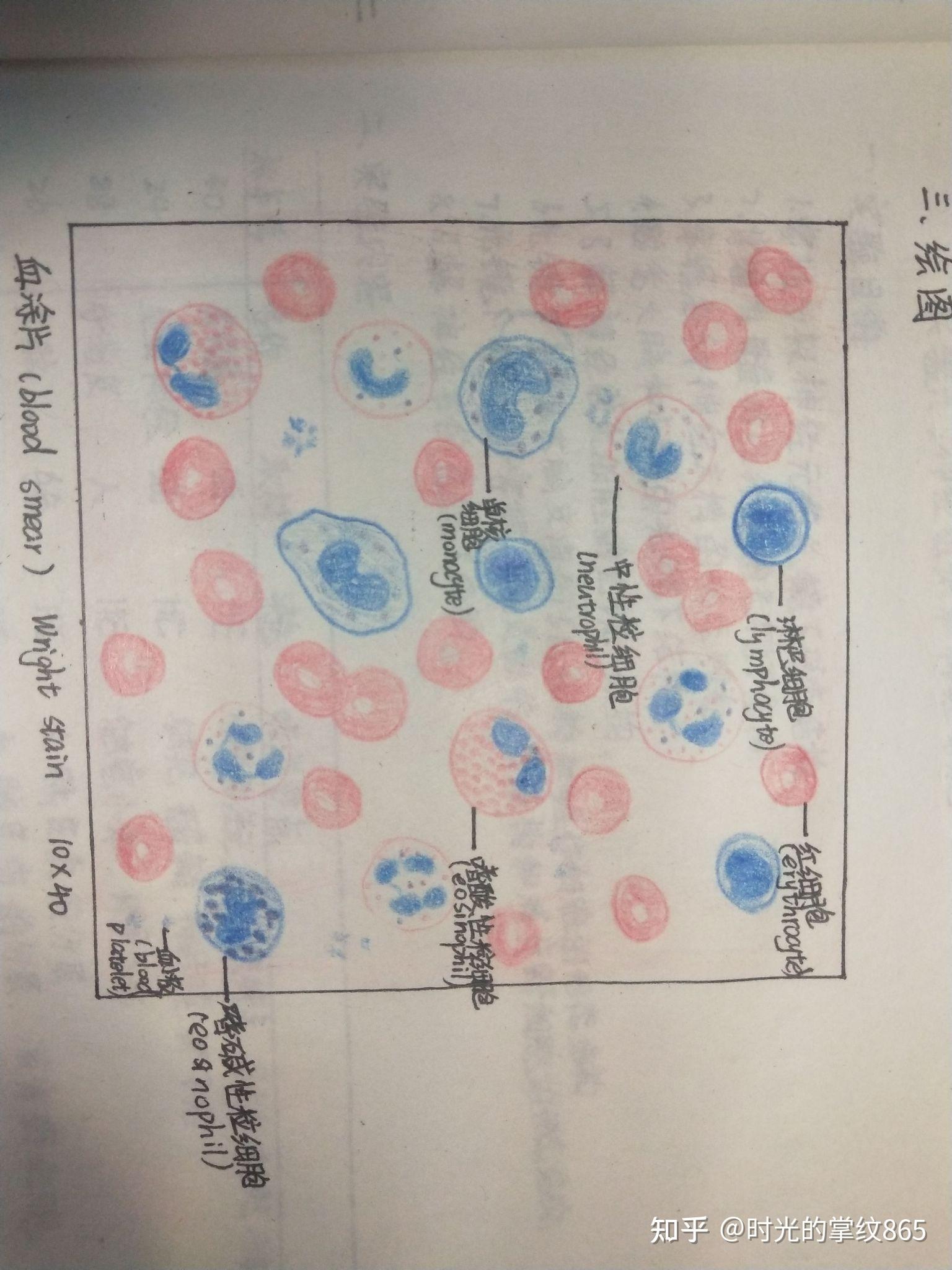 蛙红细胞绘图图片