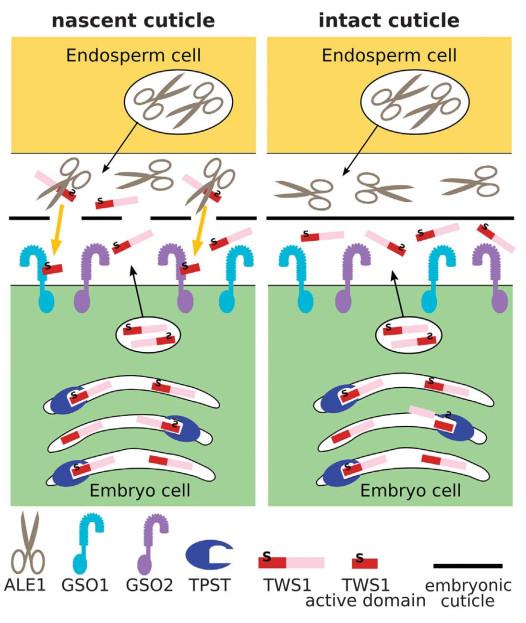 Science 一条胚和胚乳之间的双向肽信号通路 在种子发育过程中起重要作用 知乎 Science 一条胚和胚乳之间的双向肽信号通路 在种子发育过程中起重要作用 知乎