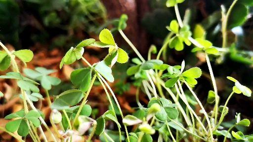 这种植物叶子可以炸着吃,香酥脆爽,可当零食,你也试试吧