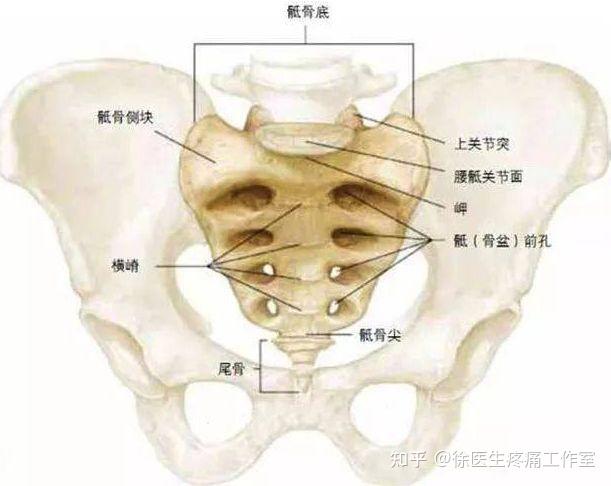 尾骨痛的临床处理思路！ - 知乎