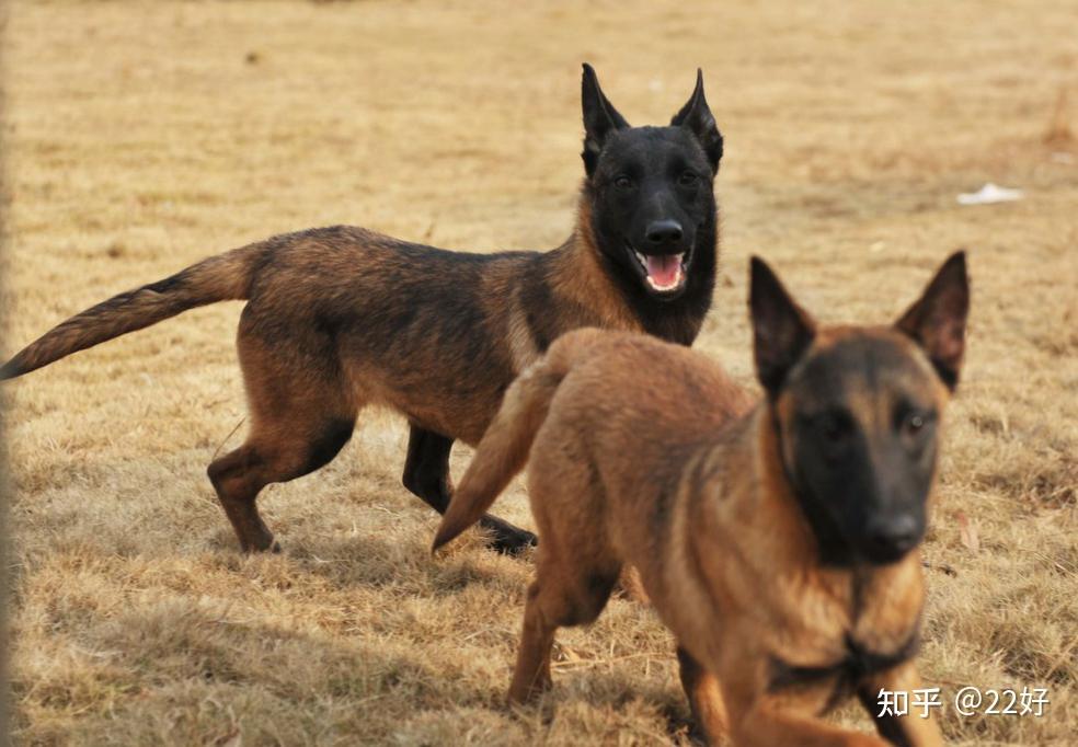 馬犬幼犬吃什麼鈣片好