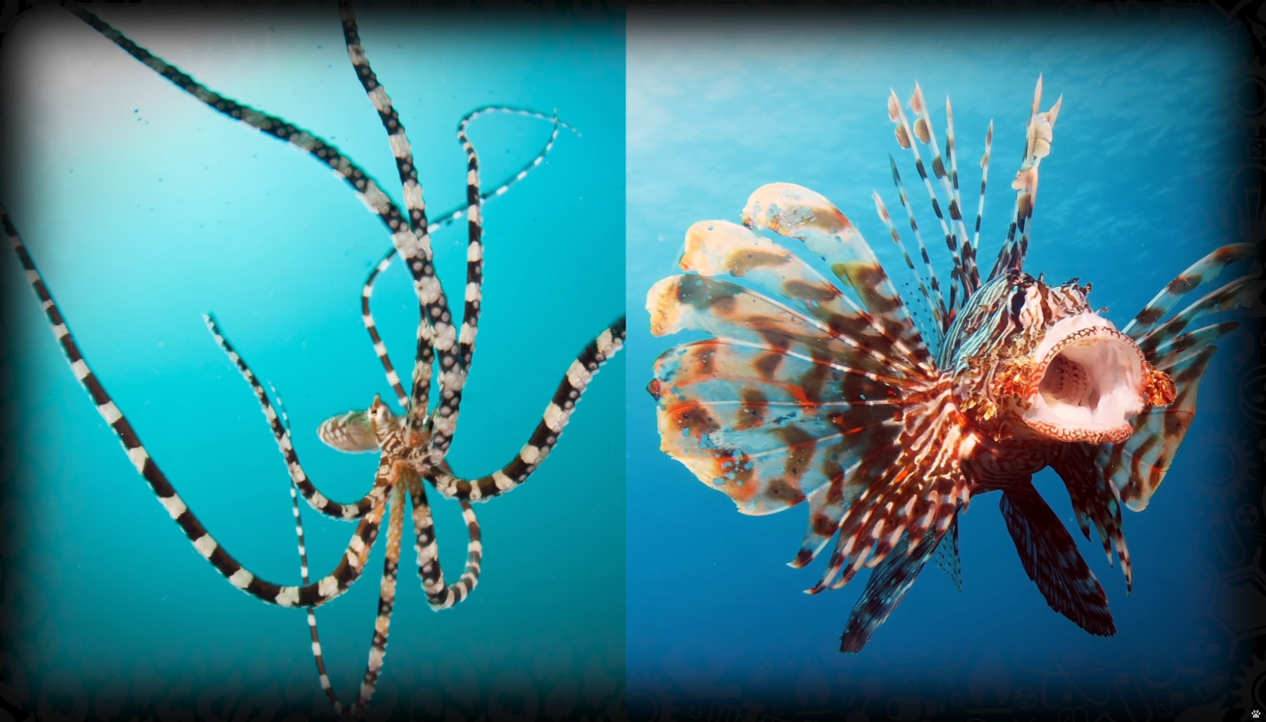 聪明的章鱼不仅能变色还会变基因