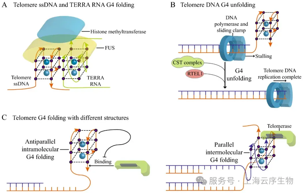 云序新品| G4 DNA测序：超高分辨捕获G4 DNA动态，解锁基因调控终极利器！ - 知乎