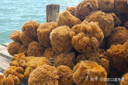 why野生海绵aresoexpensive