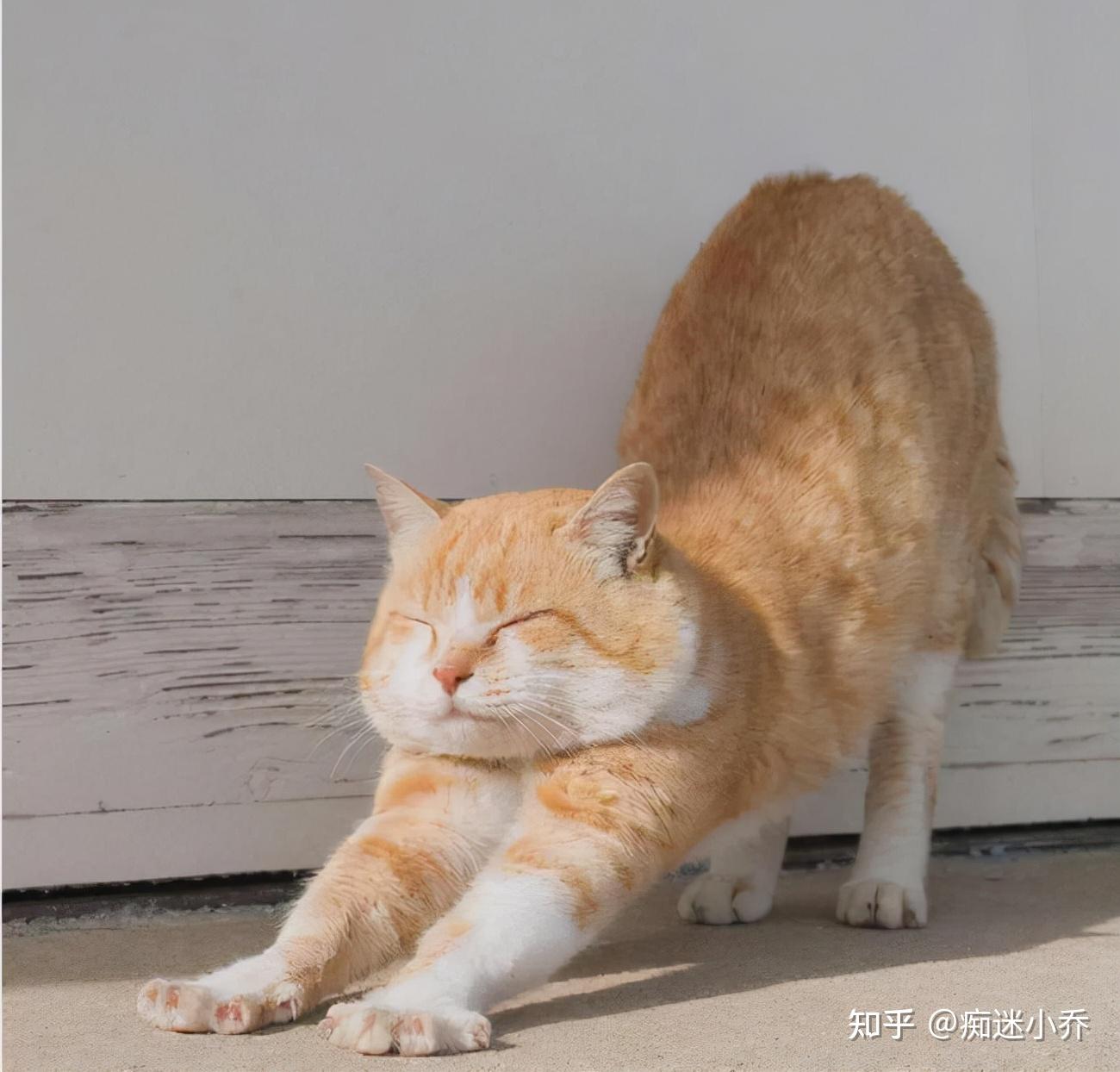 看懂猫咪的“肢体语言”,养猫很省心 - 知乎
