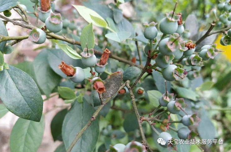 暖棚蓝莓各时期病虫害对照表! - 知乎