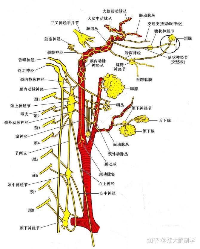 交感神经——颈 - 知乎