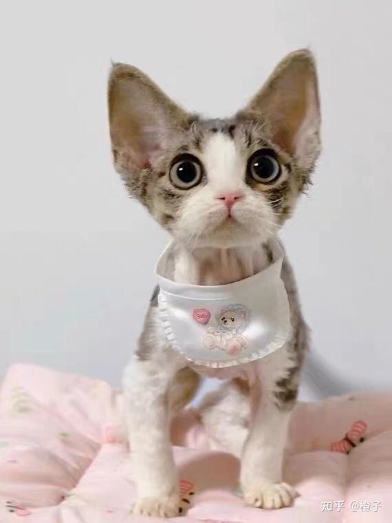 尊贵的“猫中精灵”—德文卷毛猫!~科普 - 知乎