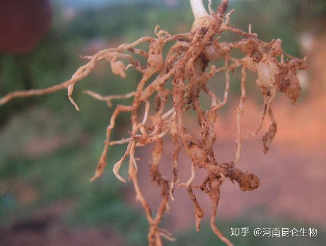 根结线虫病症有哪些？大棚根线虫防治特效药，喜地郎为你解决烦恼！ - 知乎