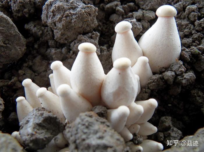 菇迹——金福菇 - 知乎
