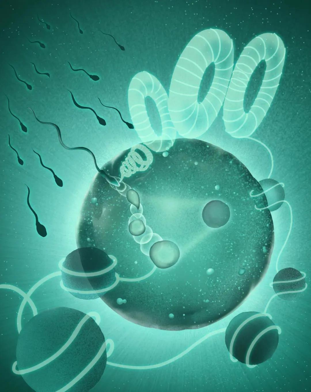 cell精卵结合后精子dna起始解压缩及染色质重构的重要机制