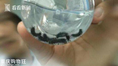 如何解释八岁幼童吐毛虫事件 知乎 如何解释八岁幼童吐毛虫事件 知乎