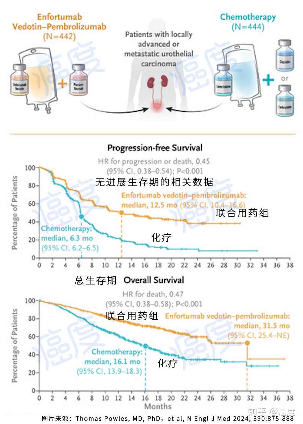所以研究者这次将恩诺单抗与pd-1用在了尿路上皮癌的一线治疗.