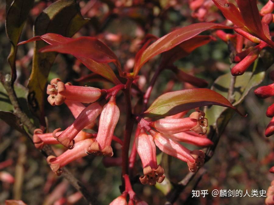 双子叶植物代表植物图片