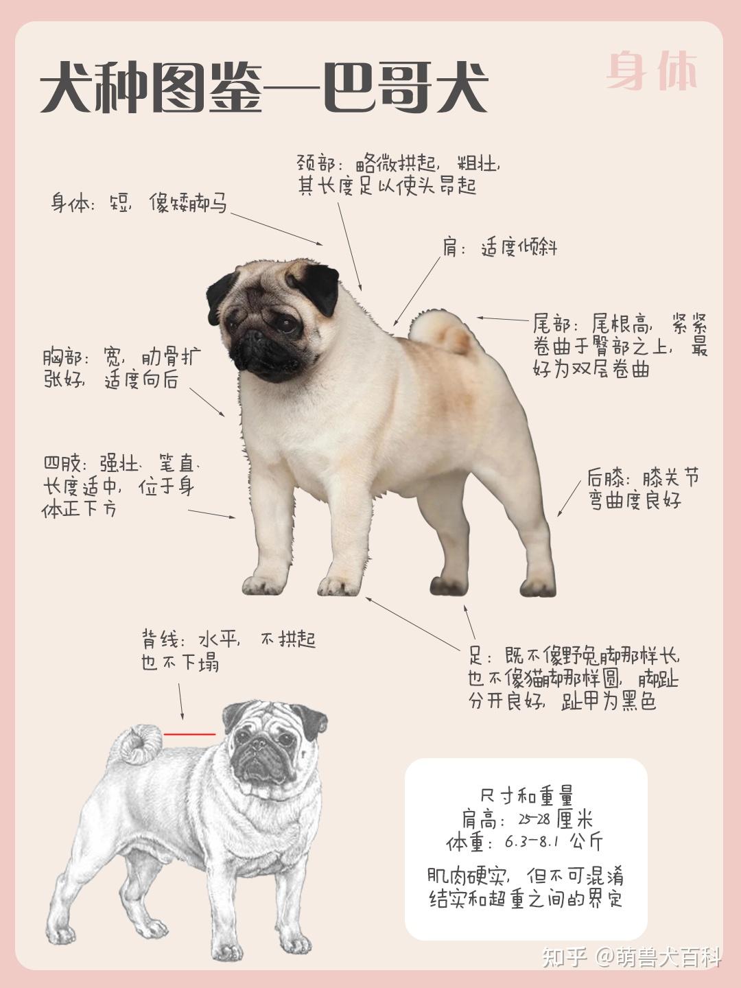 八哥犬/巴哥犬(丑萌代表&委屈屈小狗)