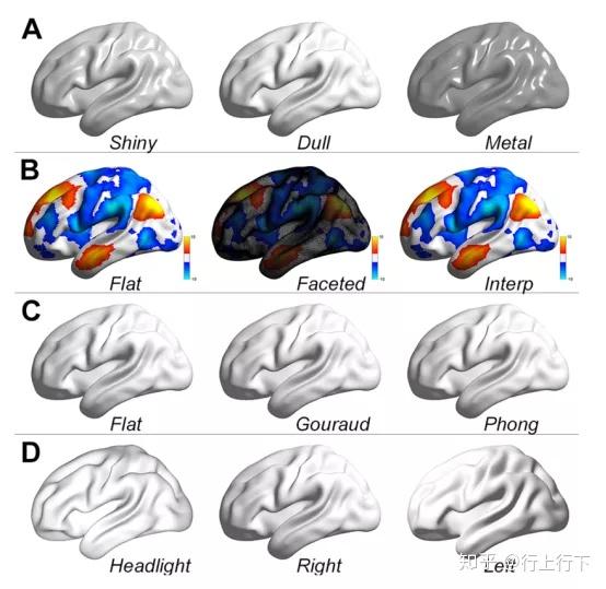 BrainNet Viewer:人类大脑连接的网络可视化工具 - 知乎