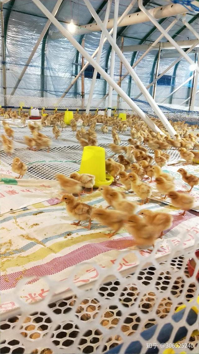 鸡雏不同的呼吸困难症状养殖户如何区分