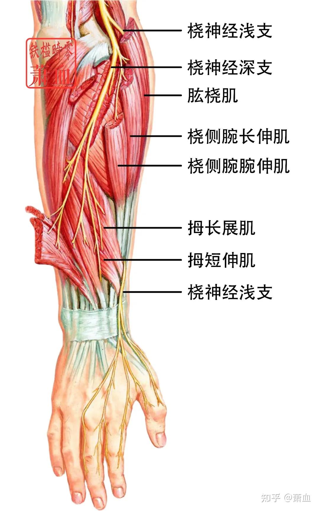 神经卡压|桡神经深支 - 知乎