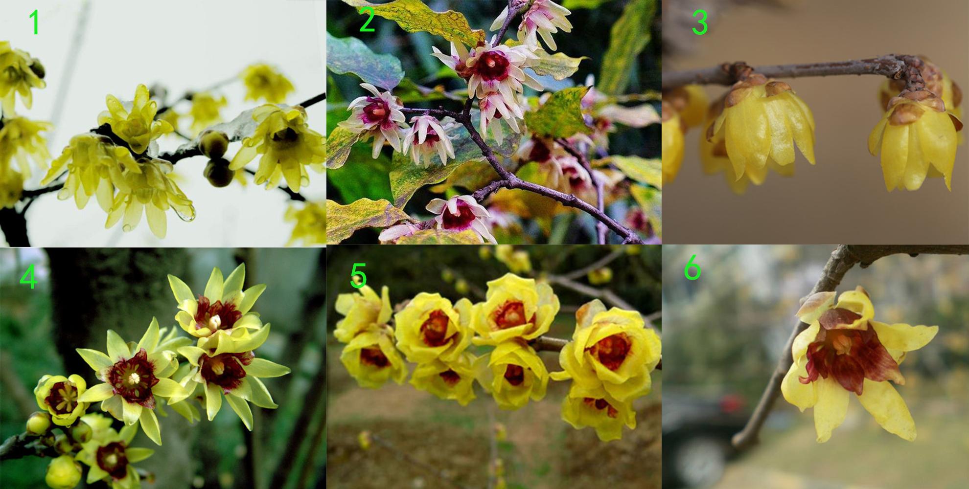 腊梅不是 梅花 刚买的盆栽或盆景要处理 避免掉花苞 知乎