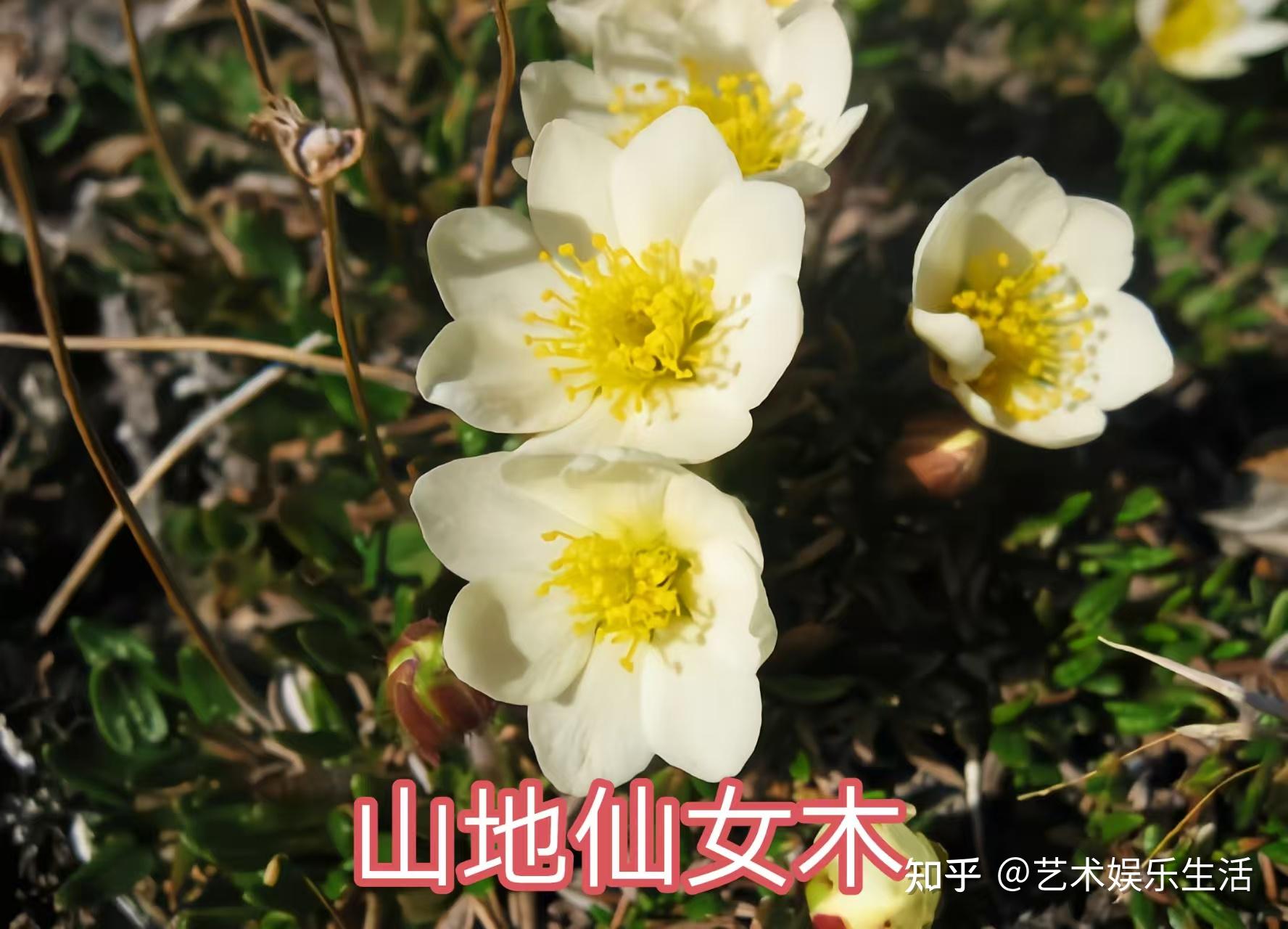 97种世界各国的国花