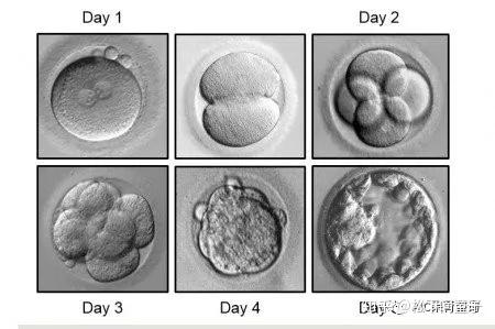 第3天胚胎 VS 第5天胚胎 移植哪个才更好？ - 知乎
