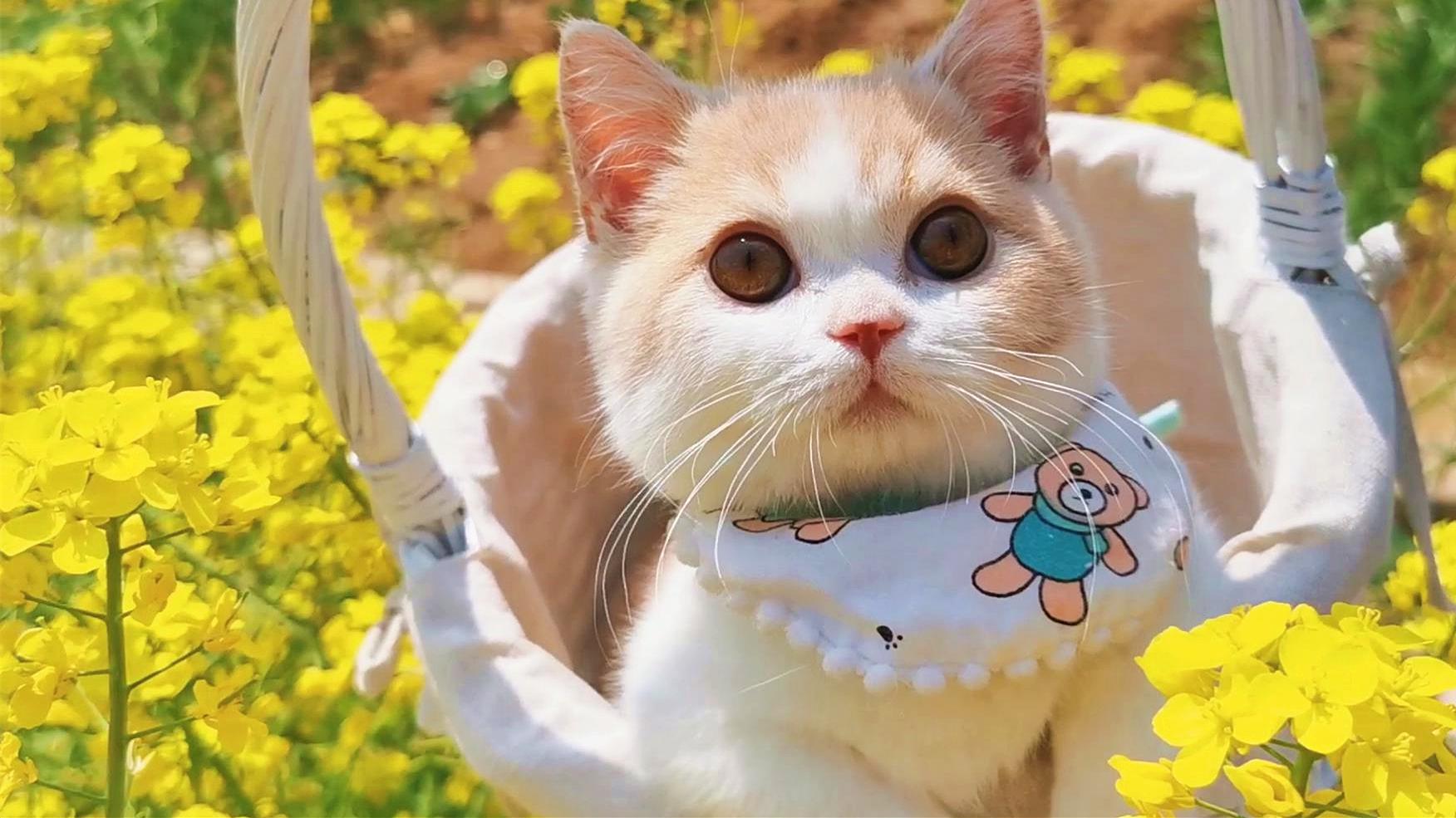 小短腿遛弯玩野了不听主人呼唤扭头就跑一扭一扭的可爱疯