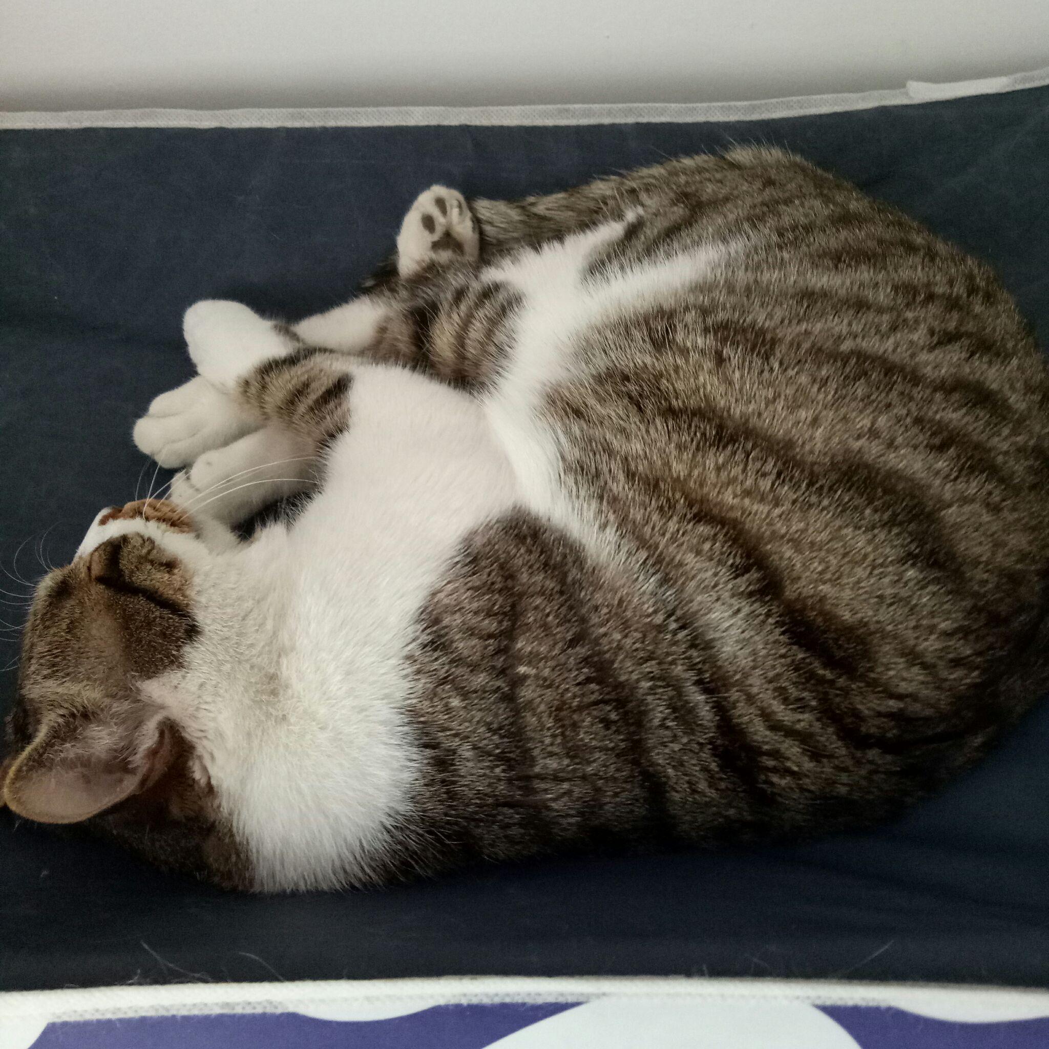 猫知道自己长得好看吗?