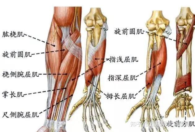 手肘疼痛是怎么回事图片