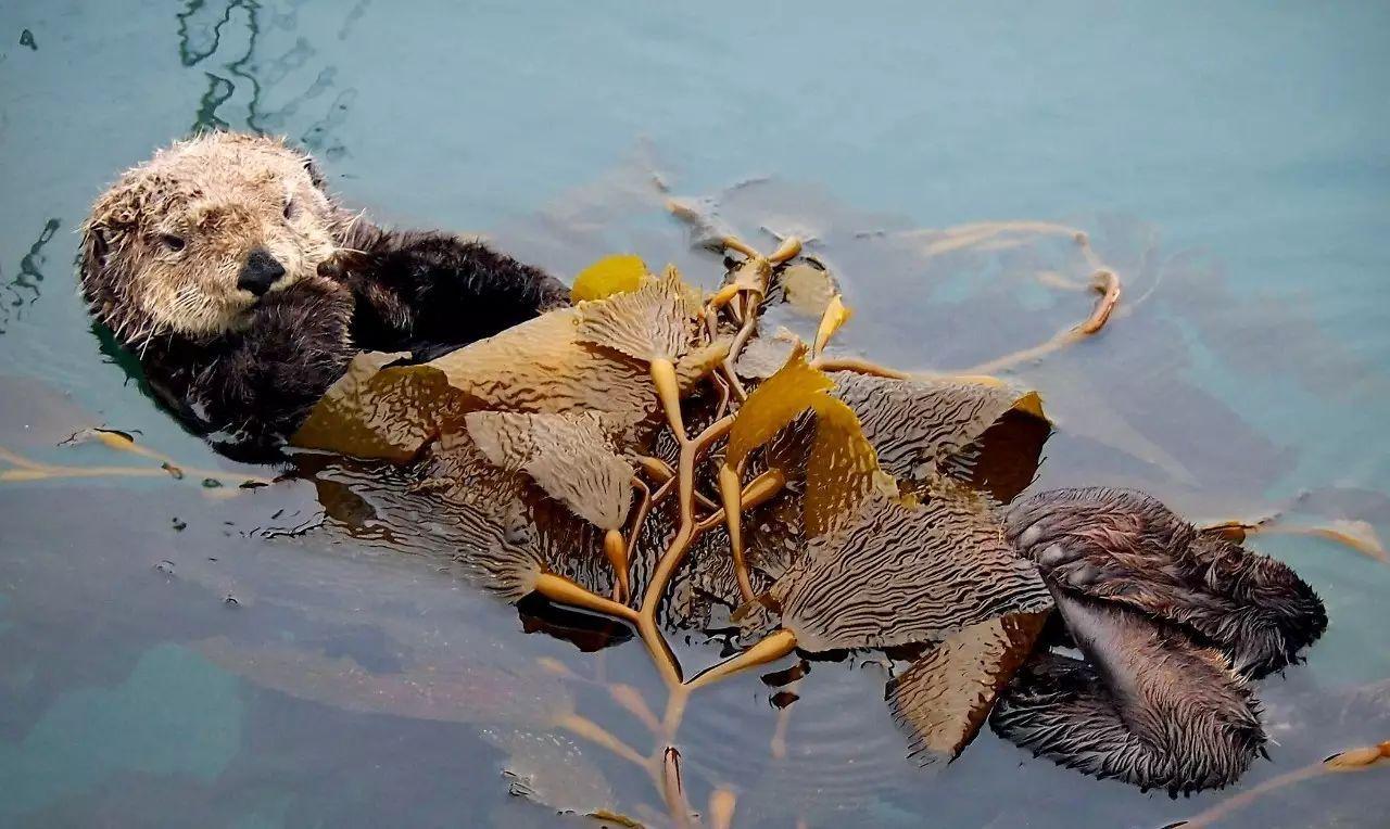 水獭睡觉海獭妈妈抱着小海獭睡觉抖音, image size:1280x764