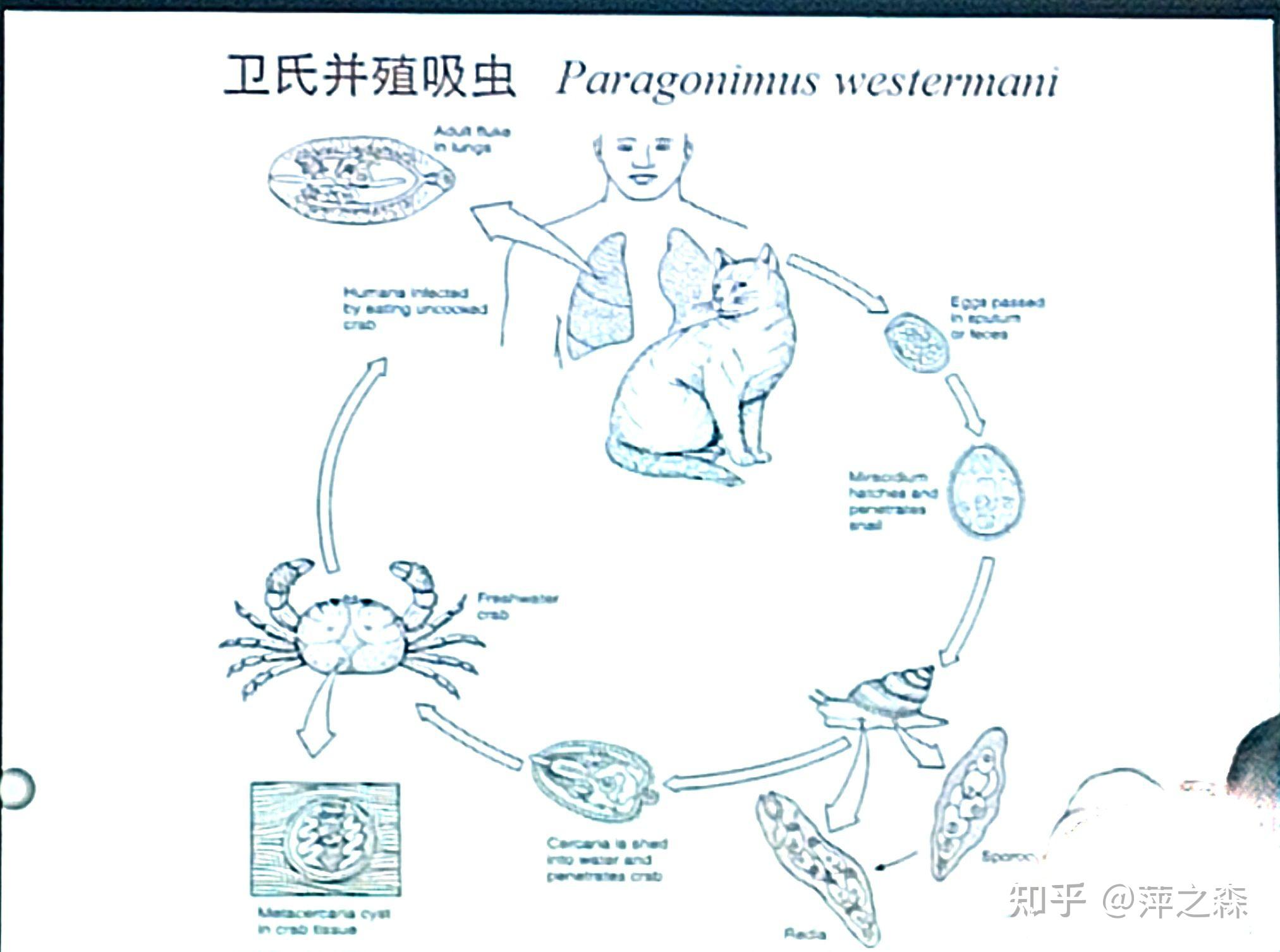 血吸虫寄生图片