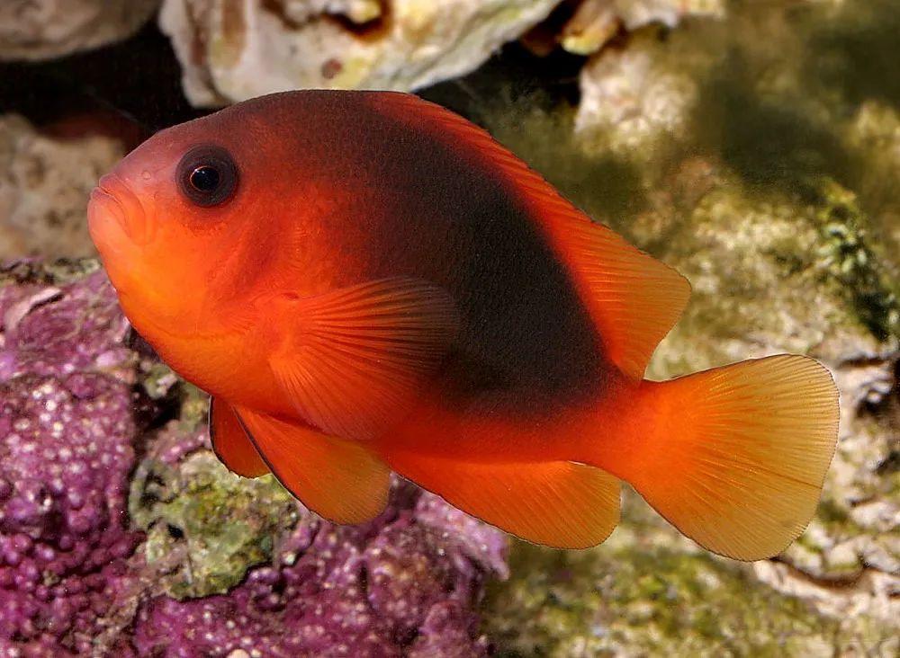 11寬帶小丑寬帶雙鋸魚amphiprion latezonatus深色調的小丑魚,有裝檔