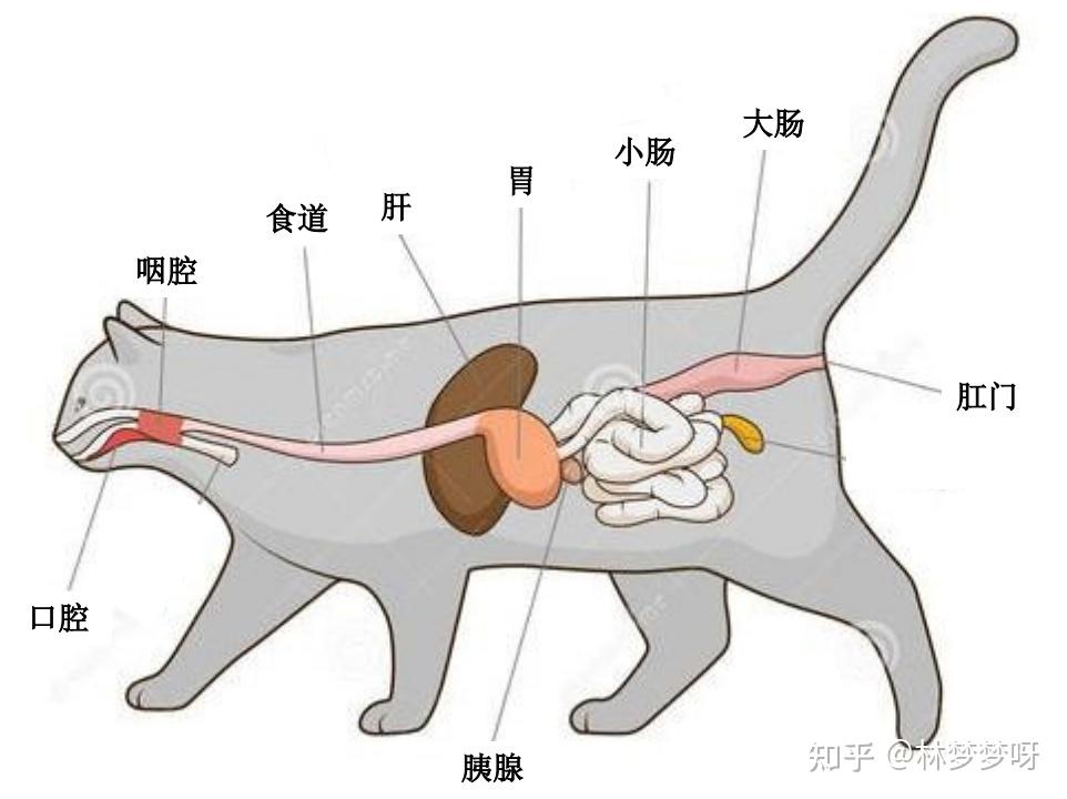猫的身体内脏结构图图片