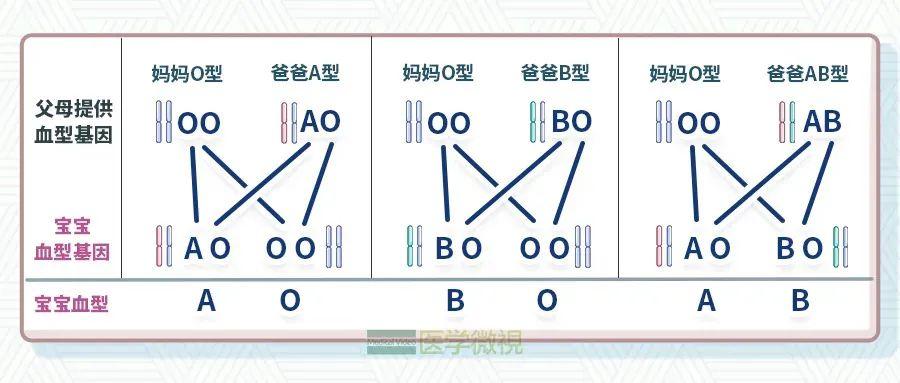 基因型与表型 - 知乎