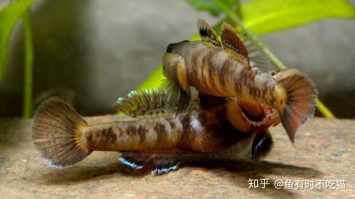 中國原生魚吻蝦虎魚圖鑑