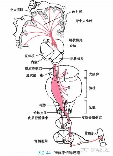 运动系统解剖结构及生理功能 - 知乎