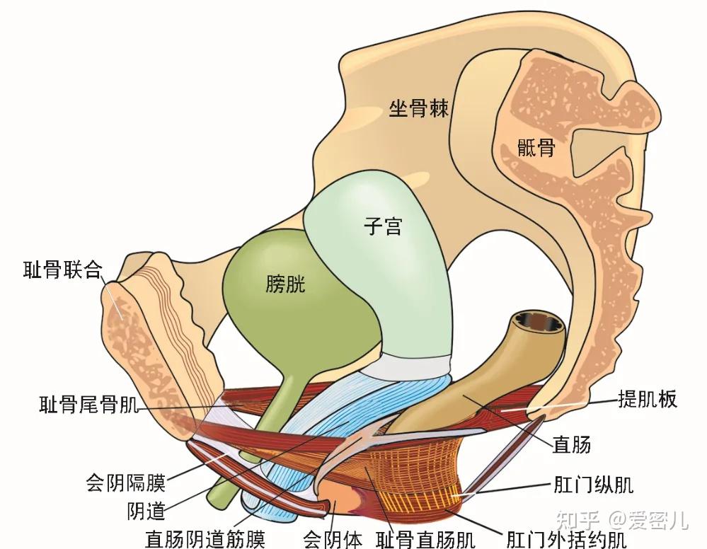 子宫下垂体外图片