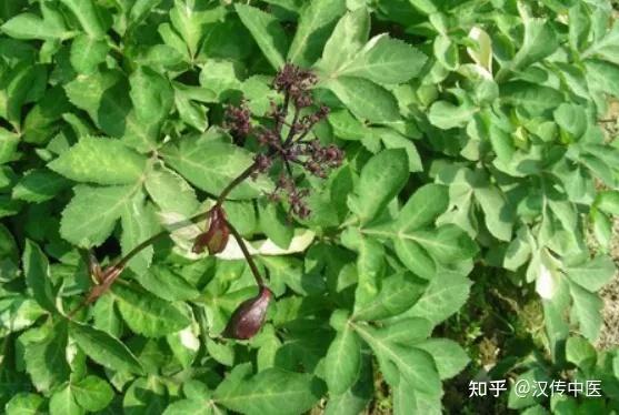 《神农本草经》茈胡一药之考证 - 知乎
