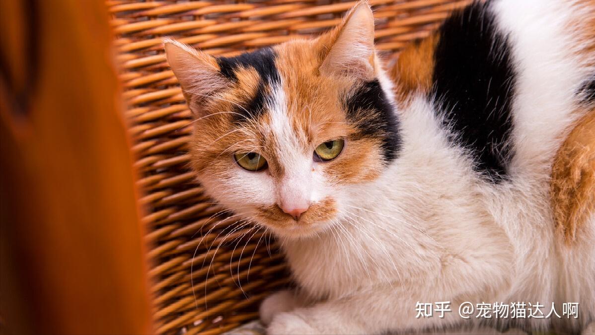 同样是猫,为什么三花猫更加受欢迎?原因太真实了! - 知乎
