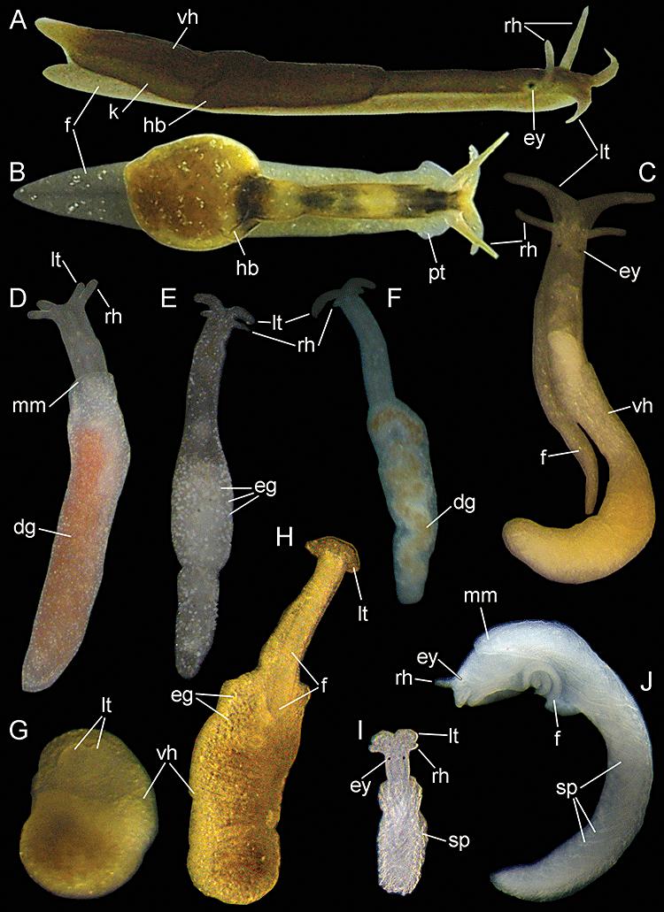 淡水中的海蛞蝓:无壳螺科【睡前软体动物学97】