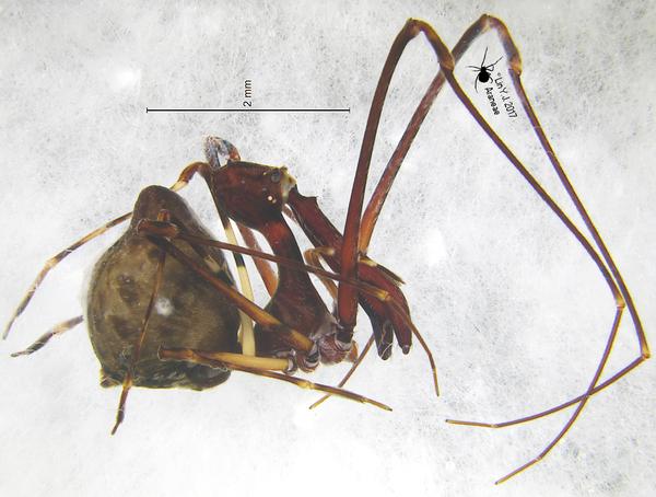 相煎何太急(二)古蛛科