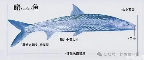 鲤科雅罗鱼亚科7种:丁鱥(丁桂)、赤眼鳟、鳡鱼、鯮鱼、鳤鱼、赤梢鱼、拟赤梢鱼 - 知乎