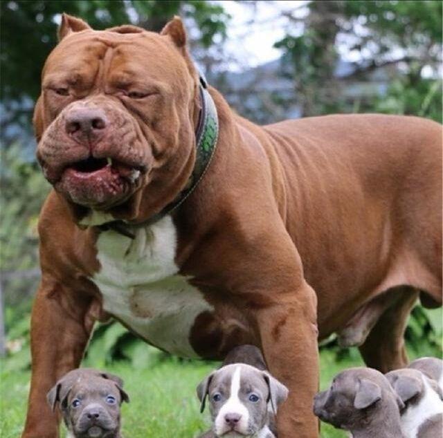 世界上最大最凶的狗图片