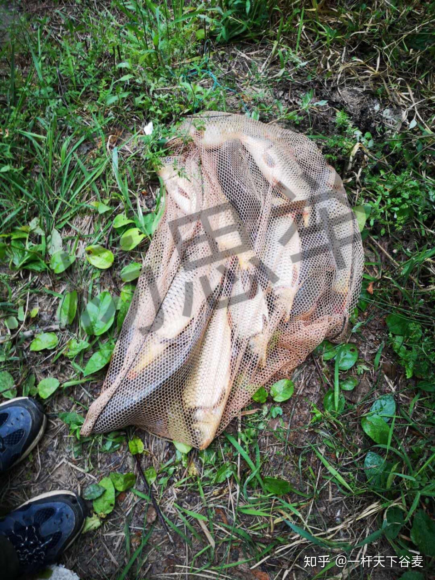 五一苍溪之行 - 知乎