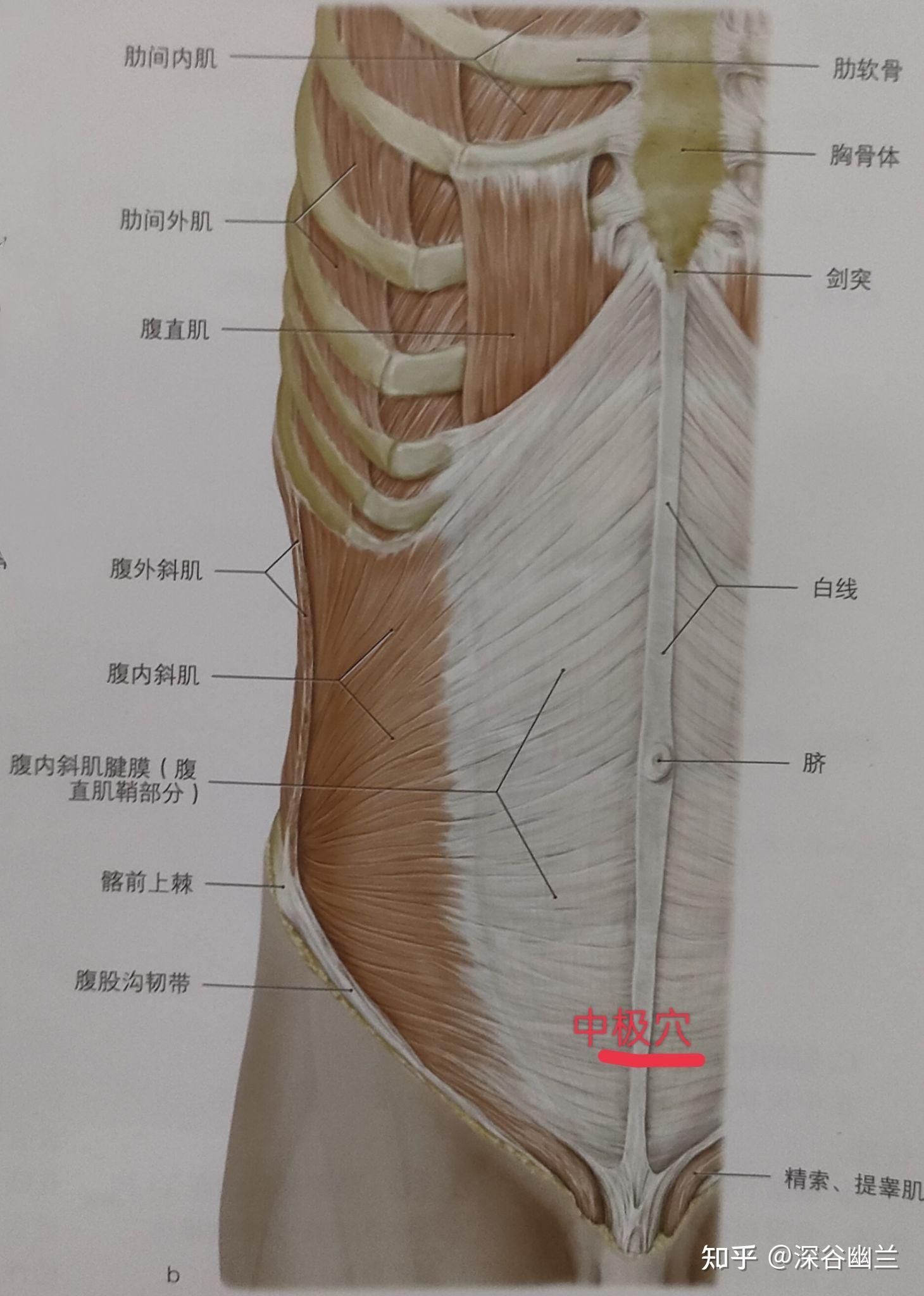 透过中极穴了解人体 - 知乎