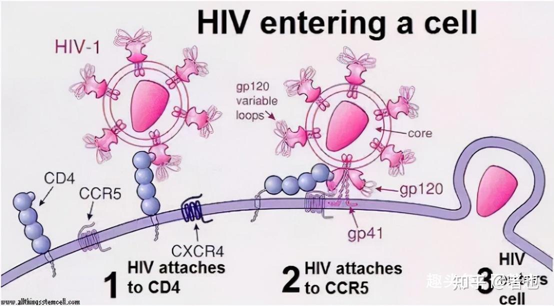 艾滋病病毒图片侵入图片