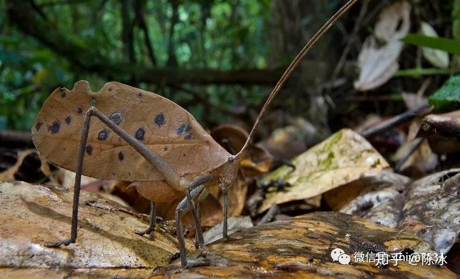 枯叶螳螂(deroplatys trigonodera)拟蛇头天蛾科幼虫(hemeroplanes