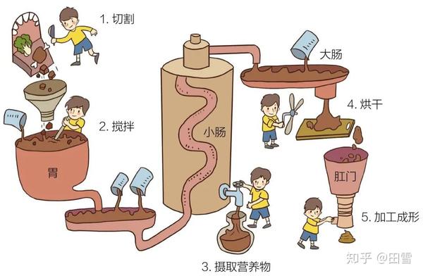 消化过程卡通图片