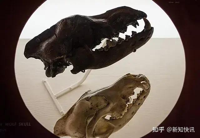 基因奇迹:灭绝万年的恐狼从化石中