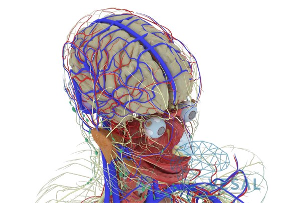 看解剖图,了解维萨里3d解剖 - 知乎