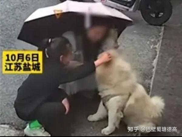 《关于本次捕杀流浪狗的看法》 - 知乎